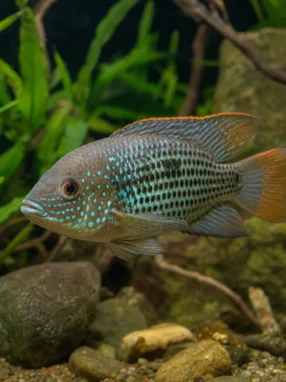 Akara pomarańczowopłetwa - Andinoacara rivulatus