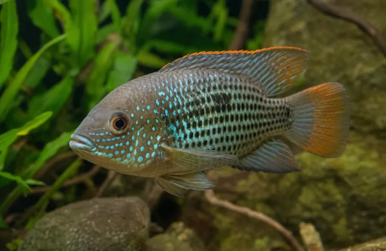 Akara pomarańczowopłetwa - Andinoacara rivulatus