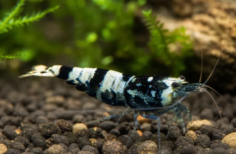 Krewetka Blue Panda - Caridina logemanni 'Blue Panda'