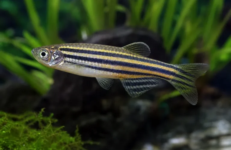 Danio Choprae - Danio choprae