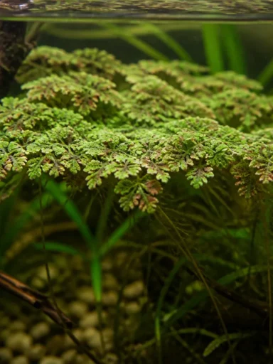Azolla karolińska - Azolla caroliniana