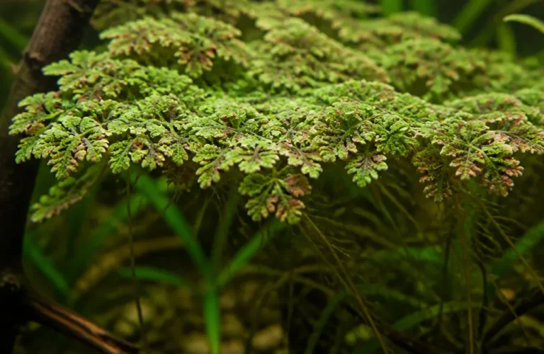 Azolla karolińska - Azolla caroliniana