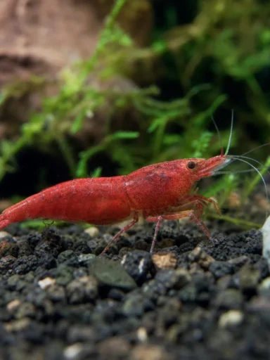 Krewetka Red Ruby - Caridina logemanni 'Red Ruby'