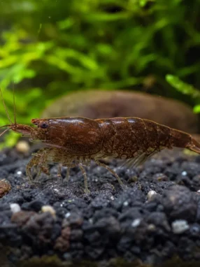 Krewetka Chocolate - Neocaridina davidi 'Chocolate'