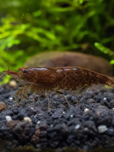 Krewetka Chocolate - Neocaridina davidi 'Chocolate'