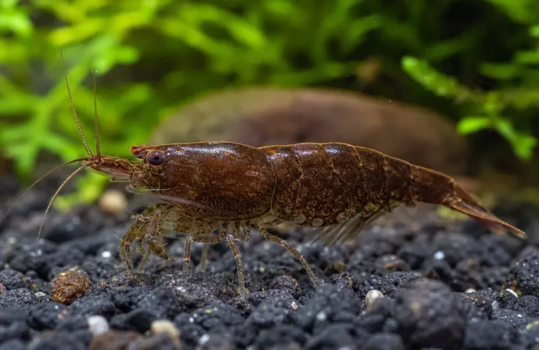 Krewetka Chocolate - Neocaridina davidi 'Chocolate'