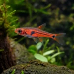 Krewetka Black King Kong – Caridina logemanni 'Black King Kong’