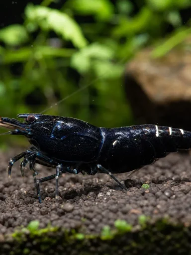 Krewetka Black King Kong - Caridina logemanni 'Black King Kong'