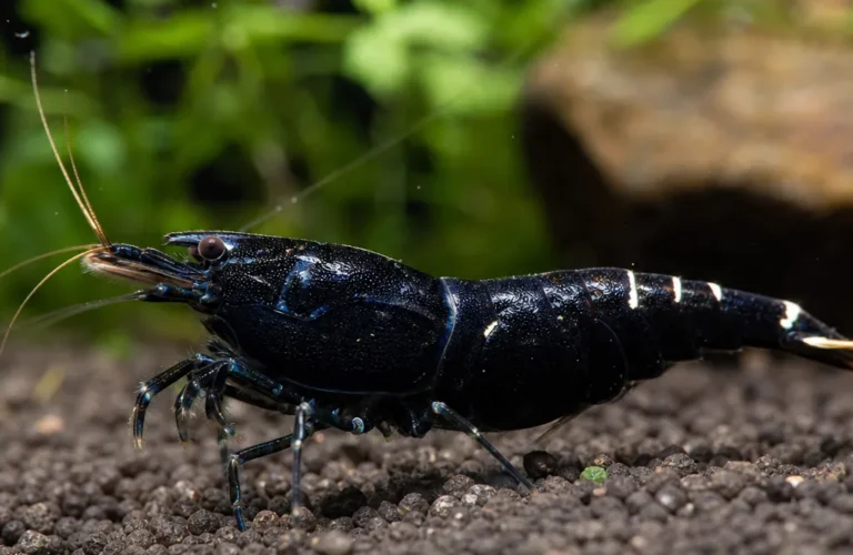 Krewetka Black King Kong - Caridina logemanni 'Black King Kong'