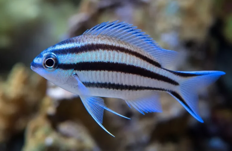 Chromis wielopręgi - Chromis multilineata