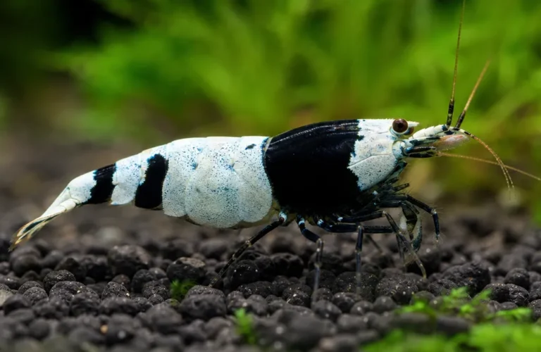 Krewetka Extreme King Kong - Caridina logemanni 'Extreme King Kong'