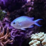 Grzybień tygrysi – Nymphaea zenkeri
