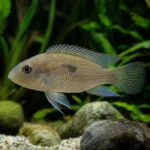 Akwarium 112 l