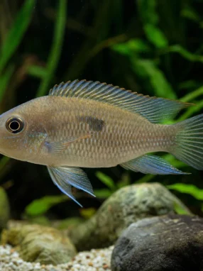 Akara z Maroni - Cleithracara maronii