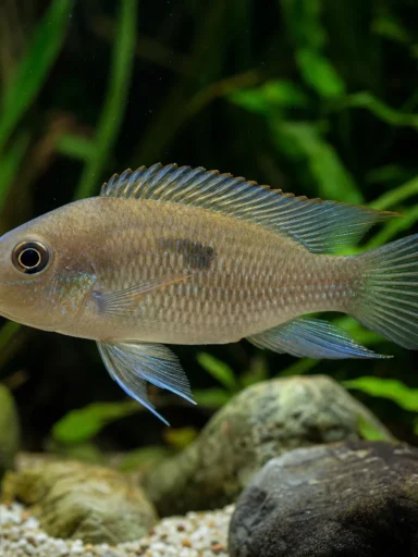 Akara z Maroni - Cleithracara maronii