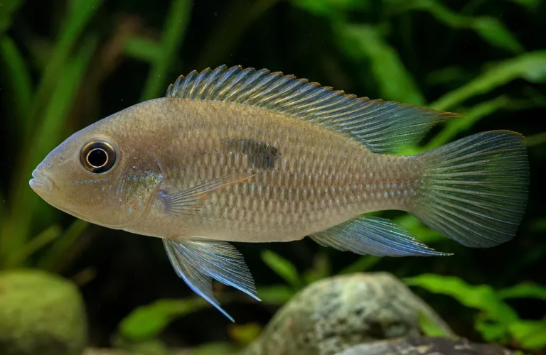 Akara z Maroni - Cleithracara maronii