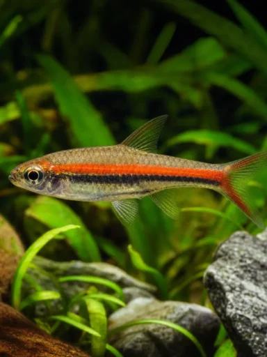 Razbora czerwonopręga - Rasbora pauciperforata
