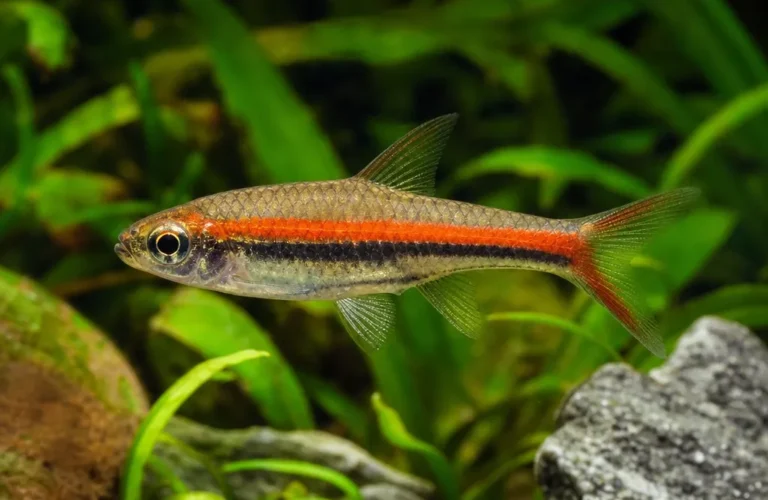Razbora czerwonopręga - Rasbora pauciperforata