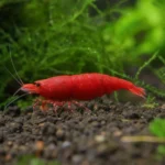 Razbora Kubotai – Microdevario kubotai