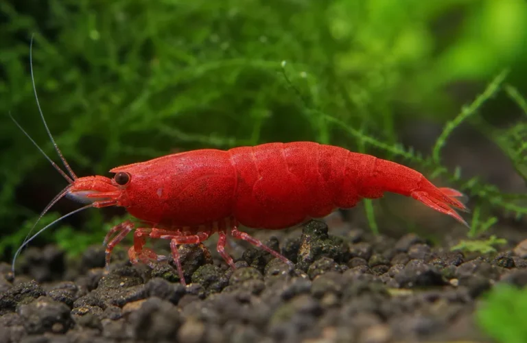 Krewetka Red King Kong - Caridina logemanni 'Red King Kong'