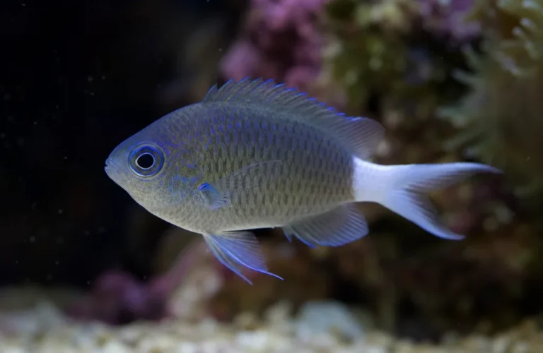 Chromis białogonowy - Chromis xanthura
