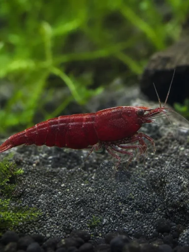Krewetka Wine Red - Caridina logemanni 'Wine Red'