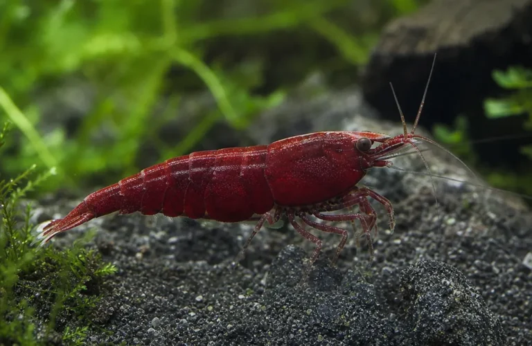 Krewetka Wine Red - Caridina logemanni 'Wine Red'