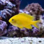 Akwarium 80 l