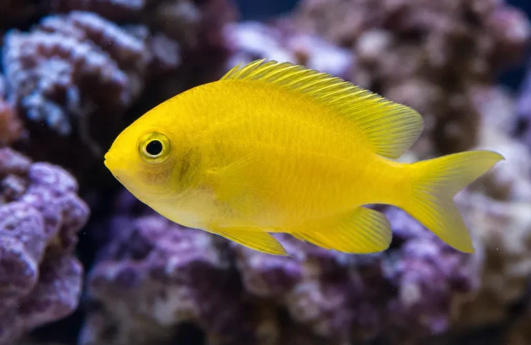 Chromis żółty - Chromis analis