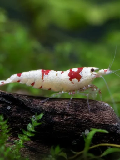 Krewetka Mosura - Caridina logemanni 'Mosura'
