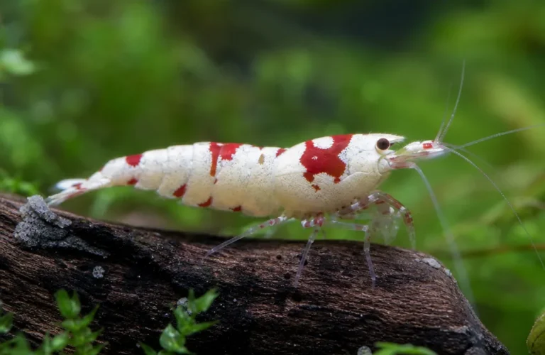 Krewetka Mosura - Caridina logemanni 'Mosura'