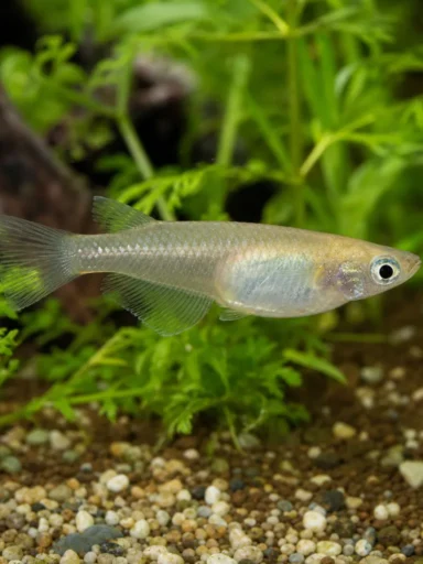 Medaka japońska - Oryzias latipes