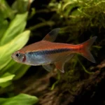 Krewetka Hinomaru – Caridina logemanni 'Hinomaru’