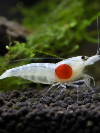 Krewetka Hinomaru - Caridina logemanni 'Hinomaru'