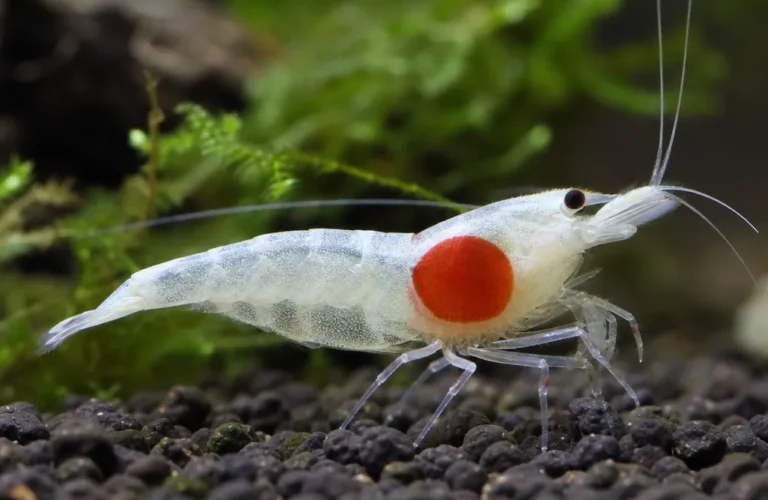 Krewetka Hinomaru - Caridina logemanni 'Hinomaru'