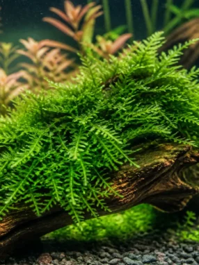 Mech Flame - Taxiphyllum sp. 'Flame'