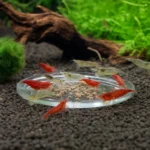 Bystrzyk różowy – Hyphessobrycon rosaceus