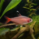 Krewetka No Entry – Caridina logemanni 'No Entry’