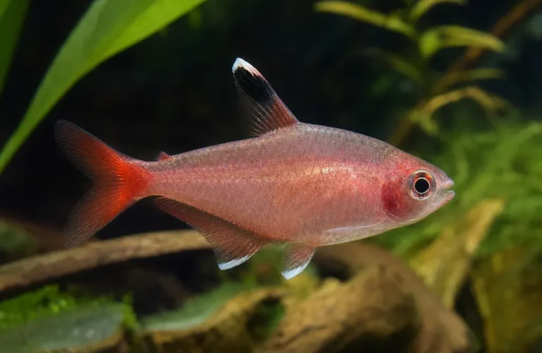 Bystrzyk różowy - Hyphessobrycon rosaceus