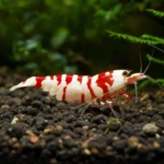 Bystrzyk różowy – Hyphessobrycon rosaceus