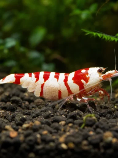 Krewetka No Entry - Caridina logemanni 'No Entry'