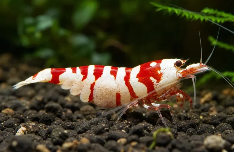Krewetka No Entry - Caridina logemanni 'No Entry'