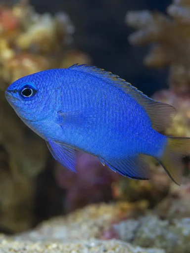 Garbik niebiański - Pomacentrus coelestis