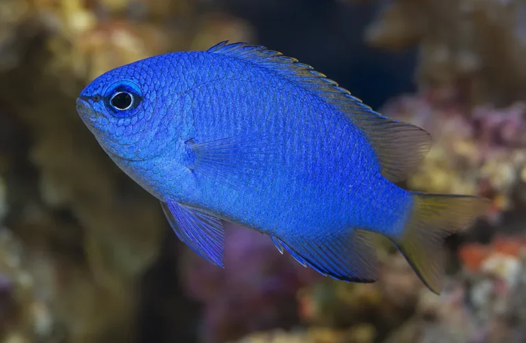 Garbik niebiański - Pomacentrus coelestis