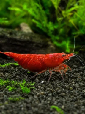 Krewetka Fire Red - Neocaridina davidi 'Fire Red'