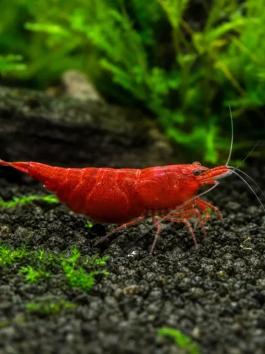 Krewetka Fire Red - Neocaridina davidi 'Fire Red'
