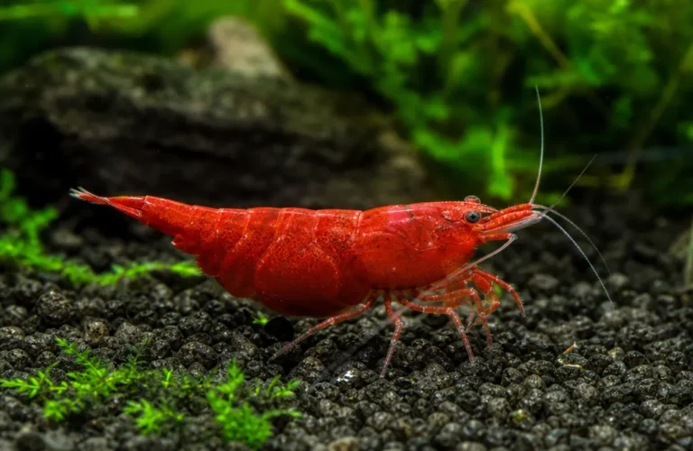 Krewetka Fire Red - Neocaridina davidi 'Fire Red'