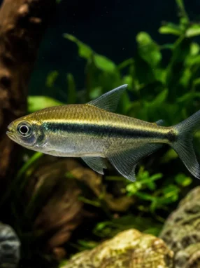 Bystrzyk kolumbijski - Hyphessobrycon columbianus