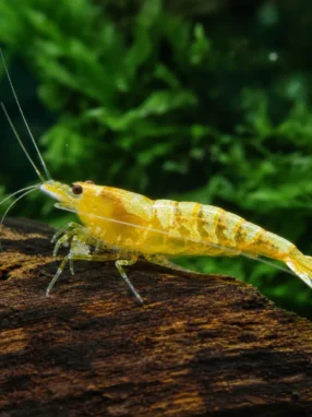 Krewetka Golden Bee - Caridina logemanni 'Golden Bee'