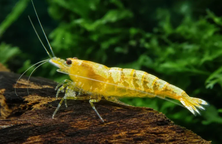 Krewetka Golden Bee - Caridina logemanni 'Golden Bee'